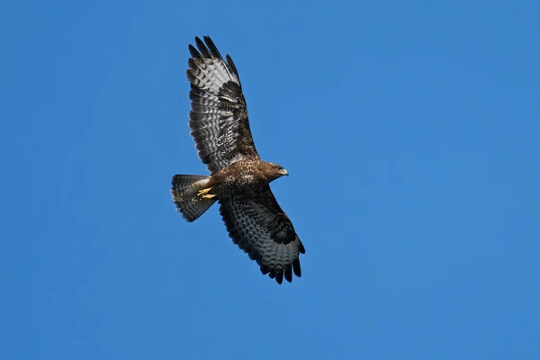 Vanlig Vråk Flygning Med Blå Himmel Bakgrunden — Stockfoto