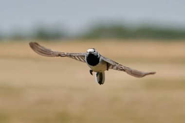 Arka planda bitki örtüsüyle uçan beyaz kuyruk
