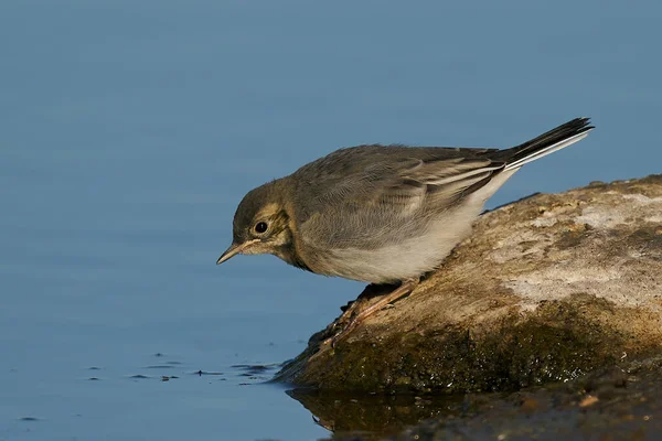 Juvenil Wagtail Blanco Hábitat Natural —  Fotos de Stock