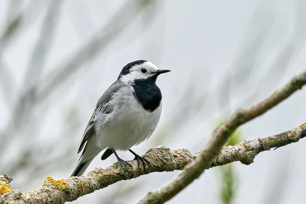 White Wagtail Its Habitat Denmark — Stock Photo, Image