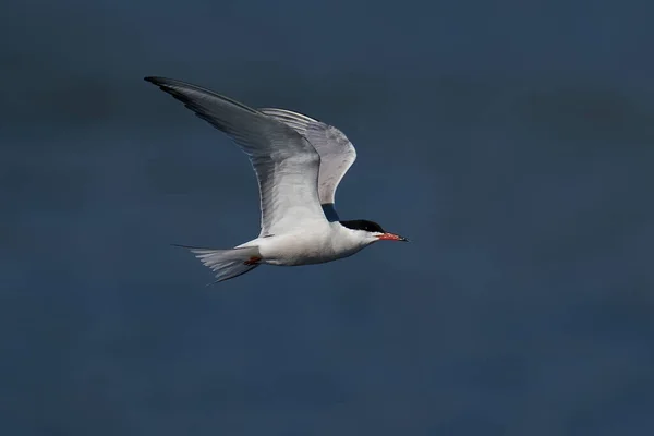 Sterne Pierreuse Dans Son Environnement Naturel — Photo