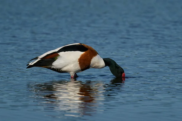 Shelduck Comum Seu Ambiente Natural — Fotografia de Stock