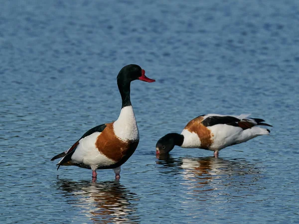 Shelduck Comum Seu Ambiente Natural — Fotografia de Stock