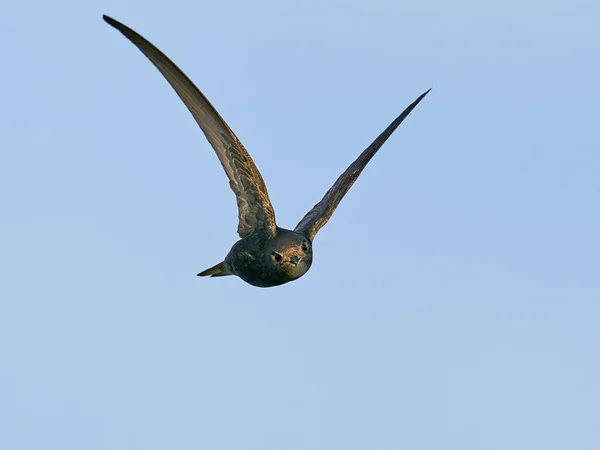 덴마크에서 자연적 모습을 그리며 날으는 — 스톡 사진