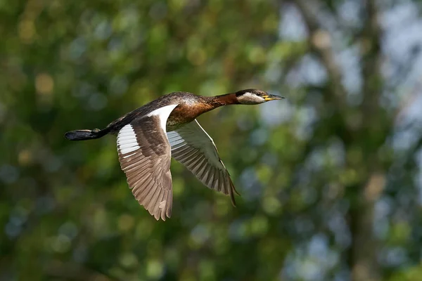 Grebe Pescoço Vermelho Podiceps Grisegena Seu Ambiente Natural Dinamarca — Fotografia de Stock