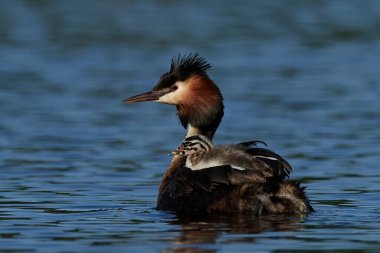 Danimarka 'daki doğal habitatında büyük ibikli yunus balığı