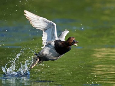 Doğal ortamında uçarken sık rastlanan pochard
