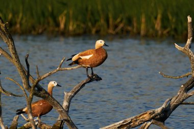 Ruddy shelduck (Tadorna ferruginea) Danimarka 'daki doğal ortamında