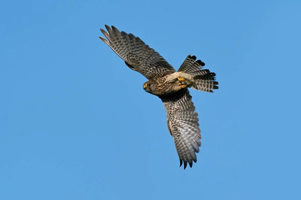 Κοινό Kestrel Στο Φυσικό Του Περιβάλλον — Φωτογραφία Αρχείου