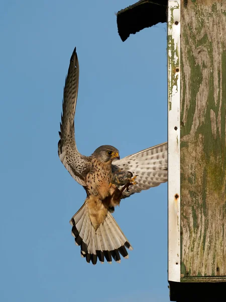 Kestrel Comum Retornando Sua Caixa Ninho Com Comida Para Pintos — Fotografia de Stock