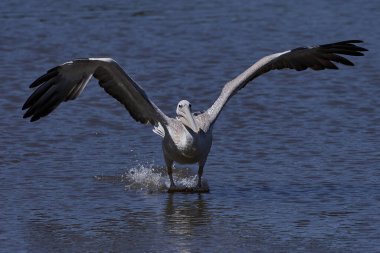 Pembe sırtlı pelikan (Pelecanus rufescens) Gambiya 'daki doğal ortamında