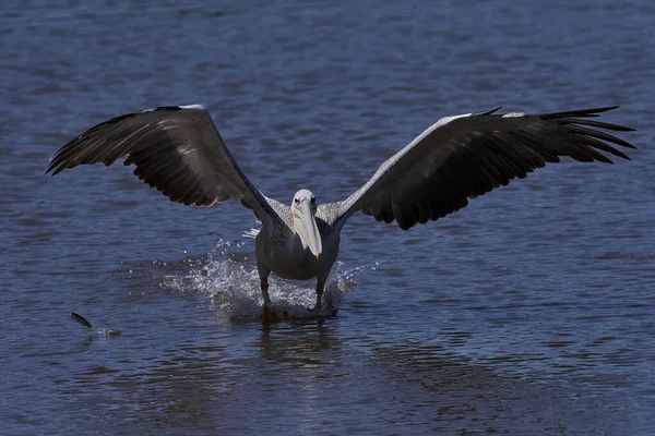 Roze Pelikaan Pelecanus Rufescens Zijn Natuurlijke Habitat Gambia — Stockfoto