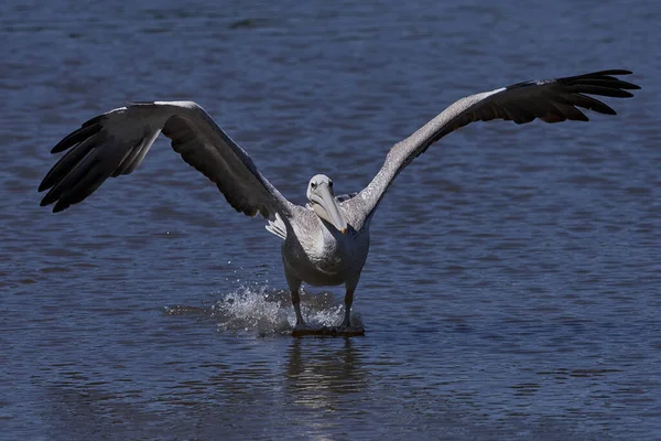 Пелікан Рожевою Спиною Pelecanus Rufescens Своєму Природному Середовищі Проживання Гамбії — стокове фото