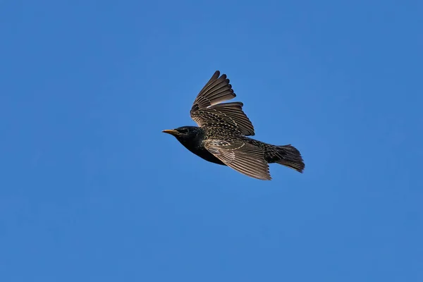 Běžný Starling Letu Modrou Oblohou Pozadí — Stock fotografie