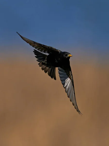 Starling Comune Nel Suo Ambiente Naturale — Foto Stock