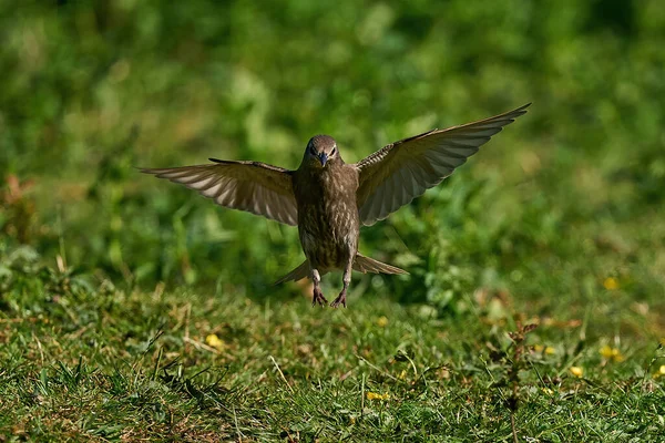 Étourneau Commun Dans Son Environnement Naturel — Photo