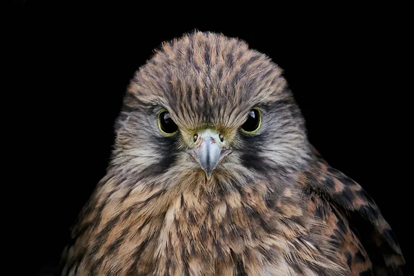 Juvenile Common Kestrel Svém Přirozeném Prostředí Dánsku — Stock fotografie