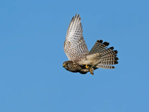 Crécerelle Commun Dans Son Environnement Naturel — Photo