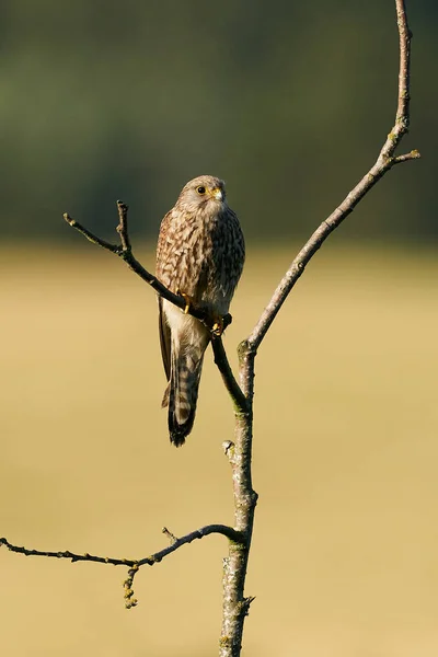 Gewone Torenvalk Zijn Natuurlijke Omgeving Denemarken — Stockfoto