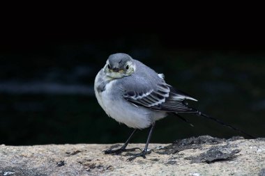Beyaz kuyruklu (Motacilla alba) Danimarka 'daki doğal ortamında