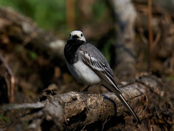 White Wagtail Motacilla Alba Its Natural Enviroment Denmark — Stock Photo, Image