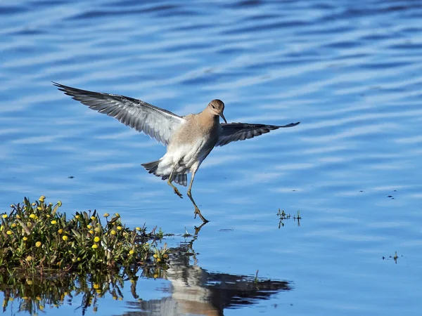 Ruff Calidris Pugnax Svém Přirozeném Prostředí Dánsku — Stock fotografie