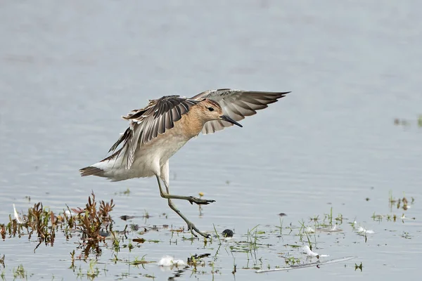 Ruff Calidris Pugnax Tijdens Vlucht Zijn Natuurlijke Omgeving Denemarken — Stockfoto