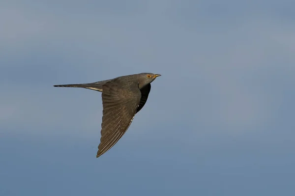 Gewone Koekoek Cuculus Canorus Tijdens Vlucht Zijn Natuurlijke Omgeving — Stockfoto