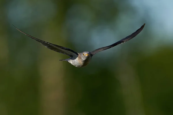 Gewone Koekoek Cuculus Canorus Tijdens Vlucht Zijn Natuurlijke Omgeving — Stockfoto