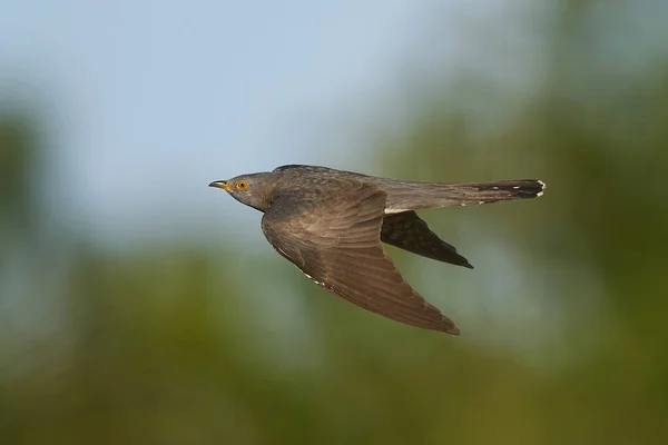 Kuckuck Cuculus Canorus Flug Seiner Natürlichen Umgebung — Stockfoto