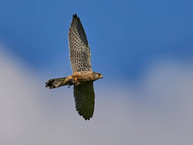 Danimarka 'daki doğal ortamında, kıskacında bir fare olan kerkenez.