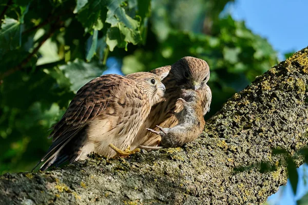 Kestrels Comuns Juvenis Seu Ambiente Natural Dinamarca Comer Rato — Fotografia de Stock