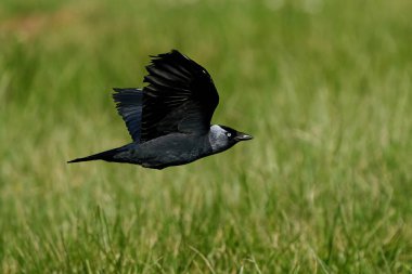 Arka planda bitki örtüsüyle uçan batı karga kuşu