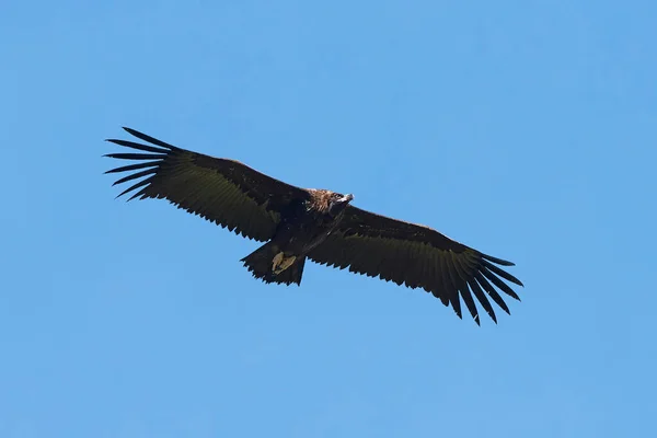 Black Vulture Flight Blue Skies Background — Stock Photo, Image