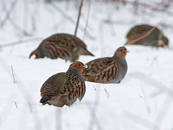 Grey Partridges Natural Enviroment — Stock Photo, Image