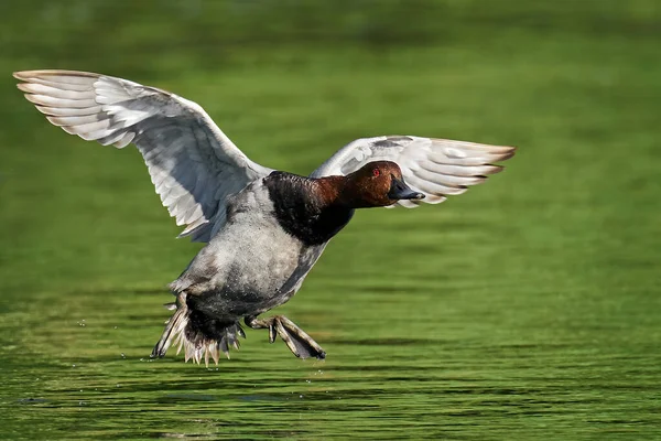 Doğal Ortamında Uçarken Sık Görülen Pochard — Stok fotoğraf