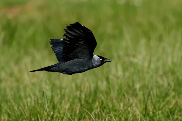 Western Jackdaw Repülés Közben Növényzet Háttérben — Stock Fotó