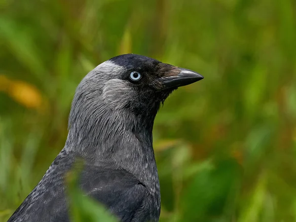 Portrét Západní Jackdaw Svém Přírodním Stanovišti Dánsku — Stock fotografie