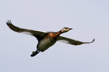 Danimarka 'daki doğal ortamında kırmızı boyunlu yunus balığı