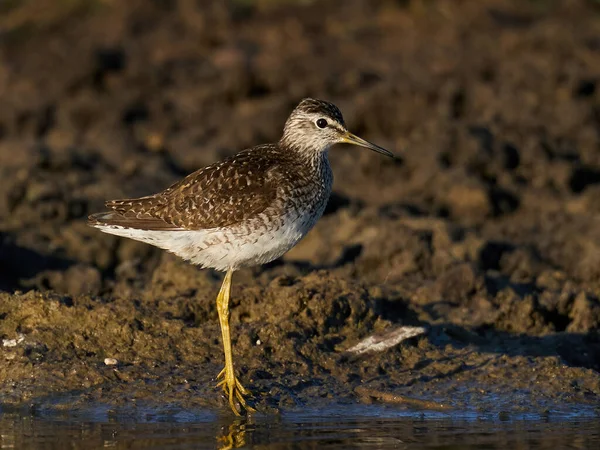 Trä Sandpiper Tringa Glareola Sin Naturliga Miljö — Stockfoto