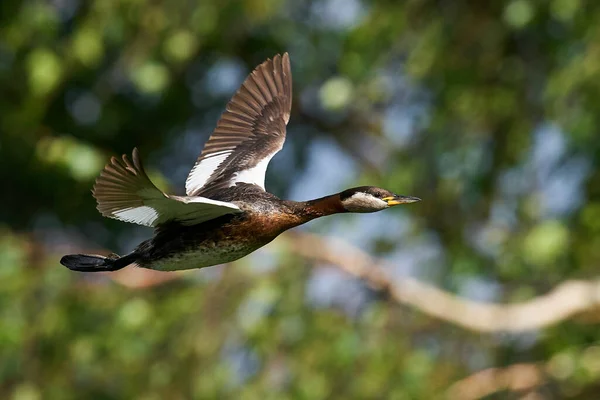 Grebe Pescoço Vermelho Seu Ambiente Natural Dinamarca — Fotografia de Stock