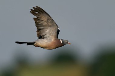 Uçarken arka planda mavi gökyüzü ile ortak ahşap güvercin (Columba palumbus)