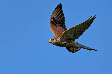 Danimarka 'daki doğal ortamında, kıskacında bir fare olan kerkenez.