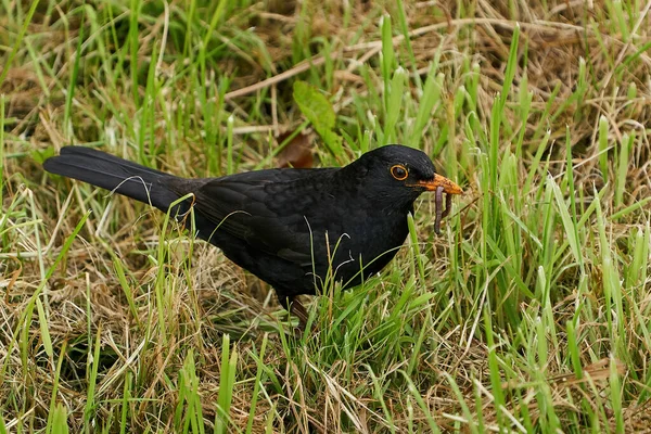 Blackbird Swoim Naturalnym Środowisku Danii Dżdżownicą Dziobie — Zdjęcie stockowe
