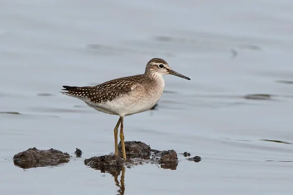 Wood Sandpiper Its Natural Enviroment Denmark — Stock Photo, Image