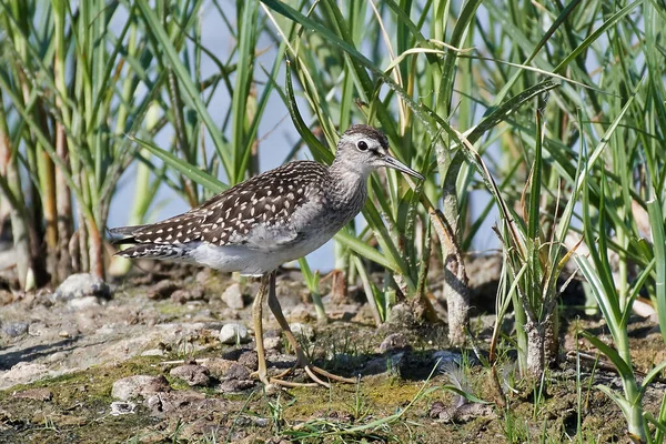 Wood Sandpiper Standing Vegetation Its Habitat — Stock Photo, Image