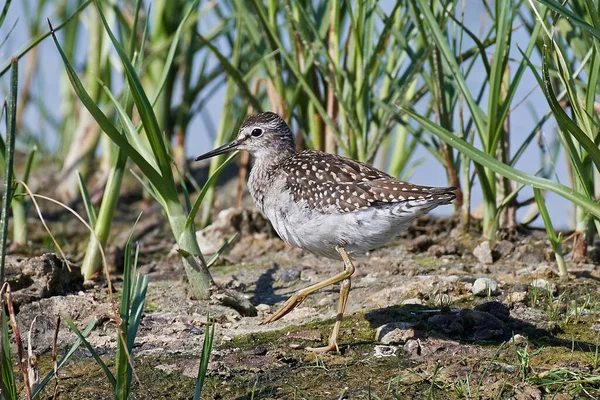 Wood Sandpiper Standing Vegetation Its Habitat — Stock Photo, Image