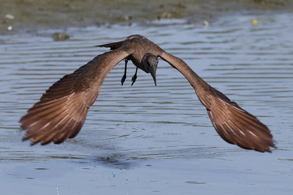 Hamerkop Естественной Среде Обитания Гамбии — стоковое фото