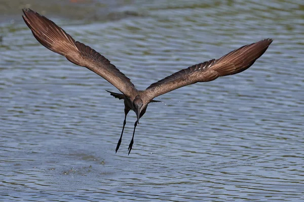 Hamerkop Swoim Naturalnym Środowisku Gambii — Zdjęcie stockowe