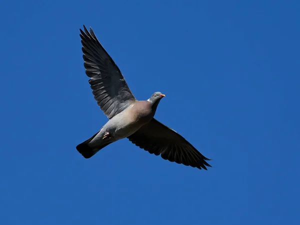 Gewone Houtduif Columba Palumbus Vlucht Met Blauwe Luchten Achtergrond — Stockfoto